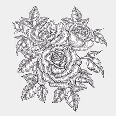 Hand drawn rose flowers and leaves. Vintage floral composition. Spring garden flowers. Vector illustration in engraved style.