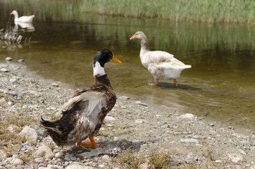 duck by the lake
