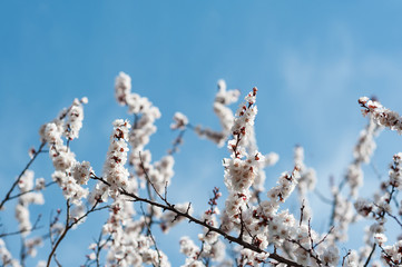 Springtime. Blooming garden. Sunny day, spring flowers. White color, apple tree flowers on a blue sky.
