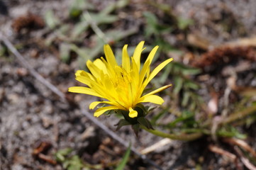 gelbe Wildblume