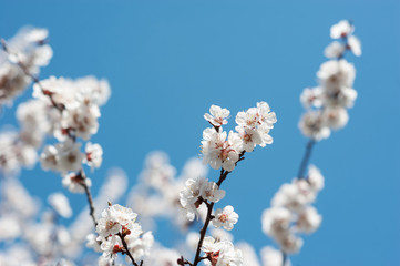 Springtime. Blooming garden. Sunny day, spring flowers. White color, apple tree flowers on a blue sky.