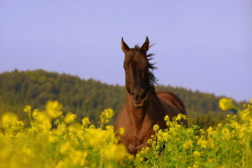 das Glück der Erde, wunderschönes Quarterhorse läuft durch gelbes Feld auf Dich zu