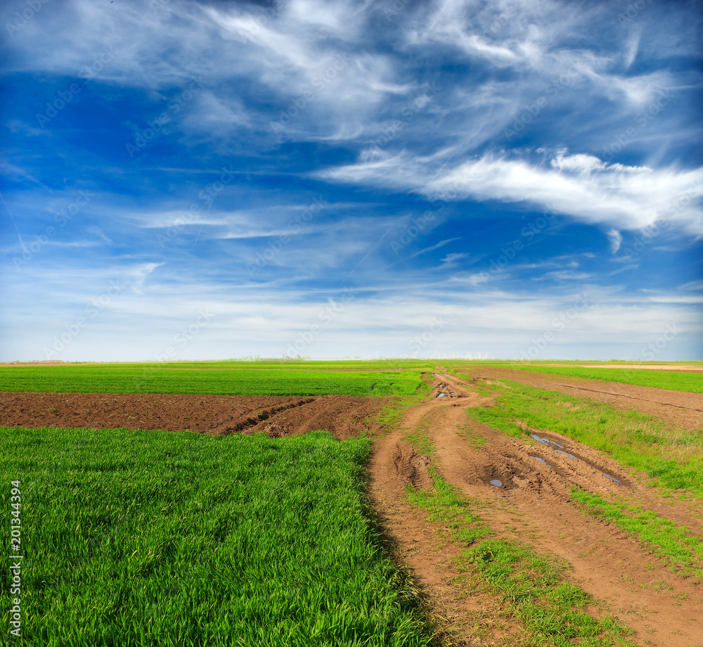 Poster green wheat field and dirt road