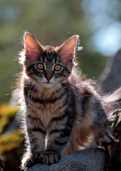 Naklejka na ściany i meble Sweet norwegian forest cat standing on stone 