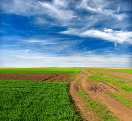 Obraz premium green wheat field and dirt road