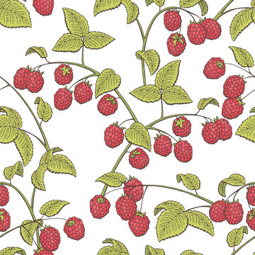 Raspberry graphic red green color seamless pattern sketch illustration vector
