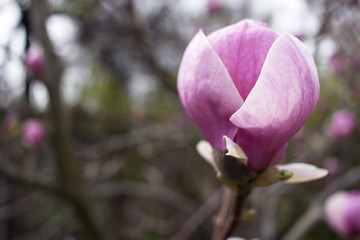 A blossoming tree of gentle and fragrant tulips of magnolia.