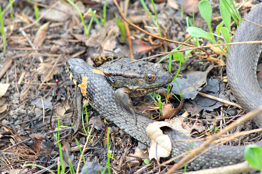 hungry grass-snake caught a frog