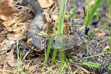 hungry grass-snake caught a frog
