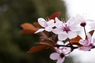 flowering Japanese cherry