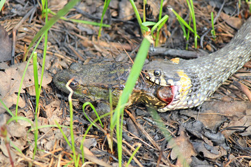 hungry grass-snake caught a frog