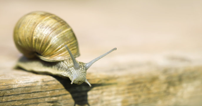 Web banner of a slow snail with blank, copy space