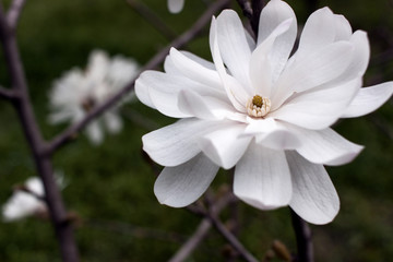 A blossoming tree of gentle and fragrant tulips of magnolia.