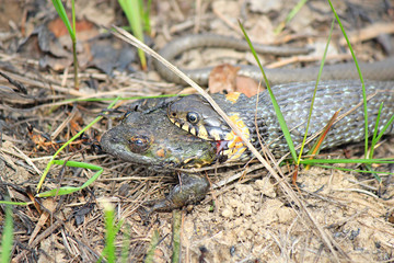 hungry grass-snake caught a frog