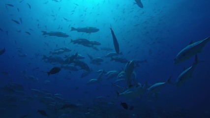 Big Dog Snapper (Lutjanus novemfasciatus), hunting trevally, reefs of Sea of Cortez, Pacific ocean. Cabo Pulmo National Park, Baja California Sur, Mexico. The world's aquarium.