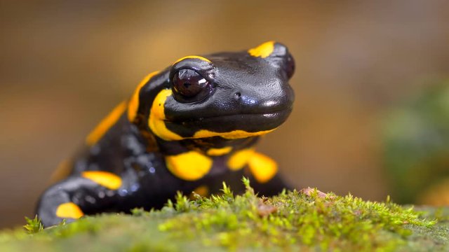 Fire salamander portrait