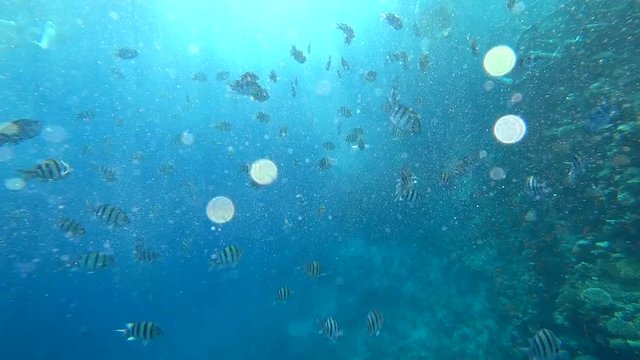 school of Indo-Pacific sergeant swims over coral reef, Red sea, Egypt