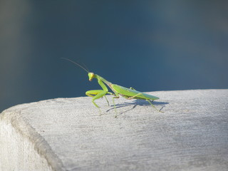 Strength and grace of the mantis