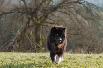 Hund schaut nach unten