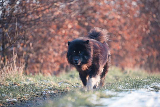 Eurasier l&auml;uft im Herbst einen Weg entlang