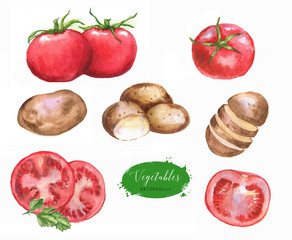 Hand-drawn watercolor set of food illustrations. Isolated drawings of the fresh vegetables - fresh potatoes, ripe tomatoes