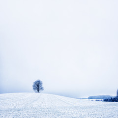 lonely tree in agriculture land, winter landscape with tree dominant, winter background