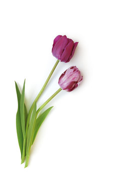 Tulpen auf weißem Hintergrund
