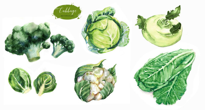 Hand-drawn watercolor food illustrations. Isolated drawings of the fresh vegetables