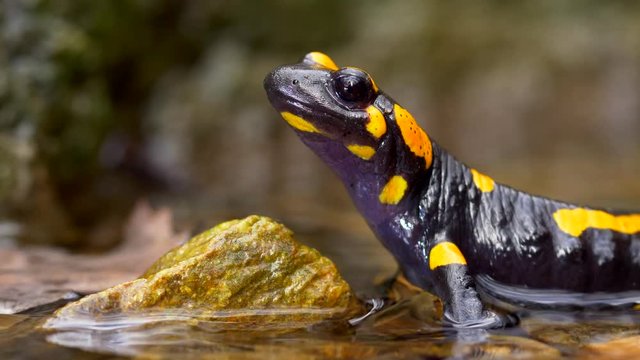 Fire salamander (Salamandra salamandra) in forest stream