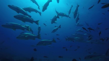 Big Dog Snapper (Lutjanus novemfasciatus), hunting trevally, reefs of Sea of Cortez, Pacific ocean. Cabo Pulmo National Park, Baja California Sur, Mexico. The world's aquarium.
