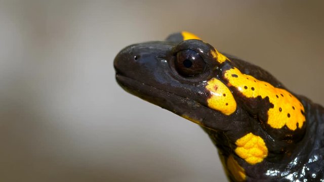 Fire salamander (Salamandra salamandra) portrait