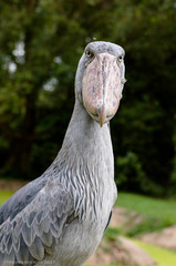 A Shoebill Stork peers down its prodigious beak.