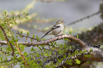 finch with branches in its beak
