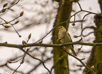 The bird sing on the tree in the nature