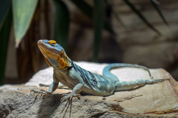 Blauer Felsenleguan