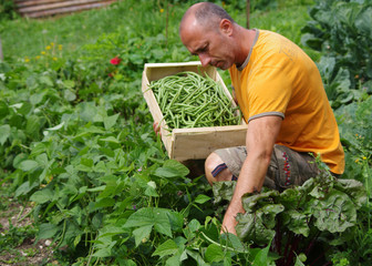 jardinage - récolte de haricots au potager