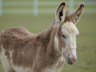 Donkey Headshot