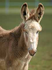 Fototapeta premium Donkey Headshot