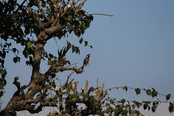 Himalayan Travel dairy  