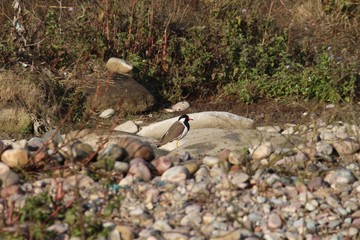 Himalayan Travel dairy  