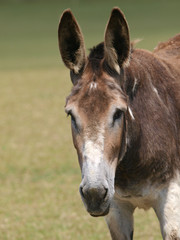 Donkey Headshot