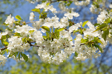 Spring white blooming cherry tree flowers on a blue sky background