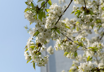Spring white blossoms cherry tree flowers on a blue sky background