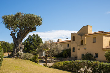 Fototapeta na wymiar old olive tree on sardinia island with typical architecture