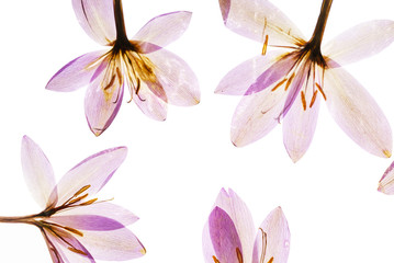 dry crocus flowers