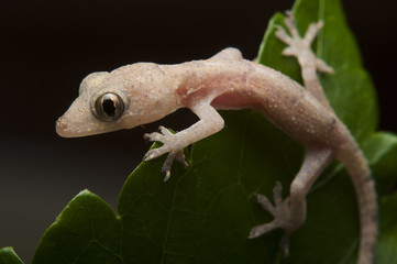 Lizard