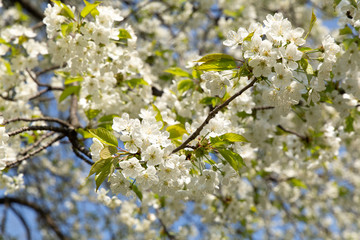Spring white blooming cherry tree flowers on a blue sky background