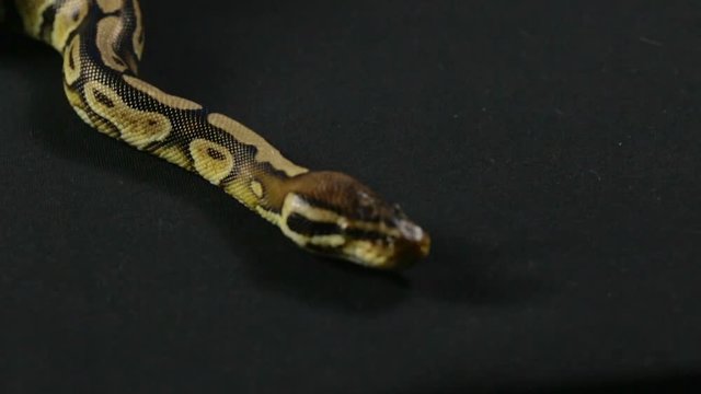 Video of snake - royal python