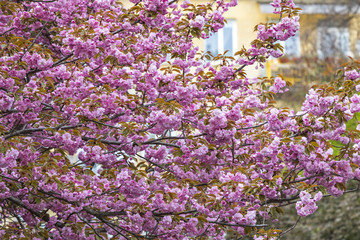 Blossoming pink sakura trees