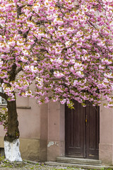 Blossoming pink sakura tree on the streets of Uzhgorod, Ukraine